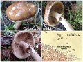 Cyclocybe erebia-amf184-1